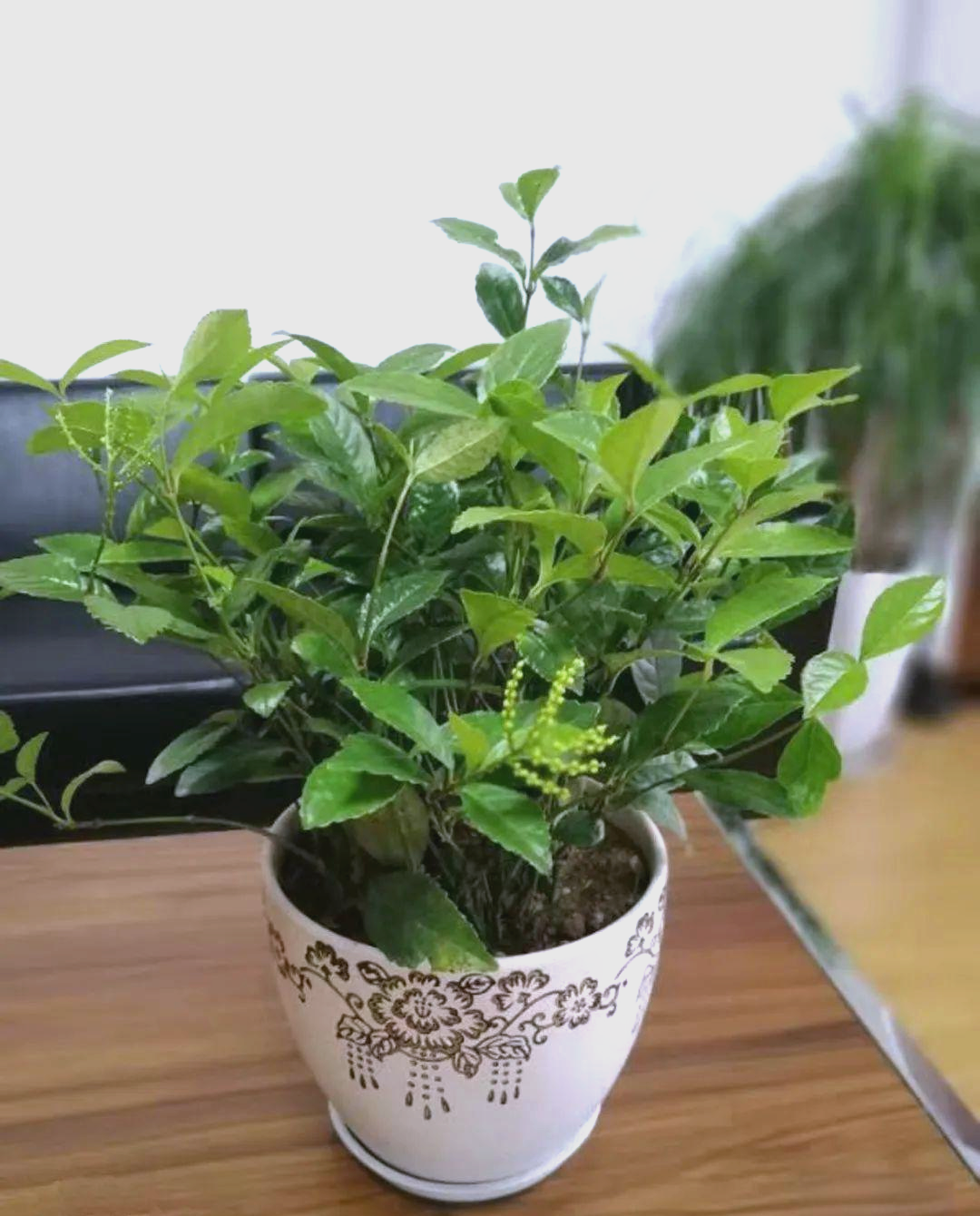珠兰花茶:从观赏到高端名茶的演变历程