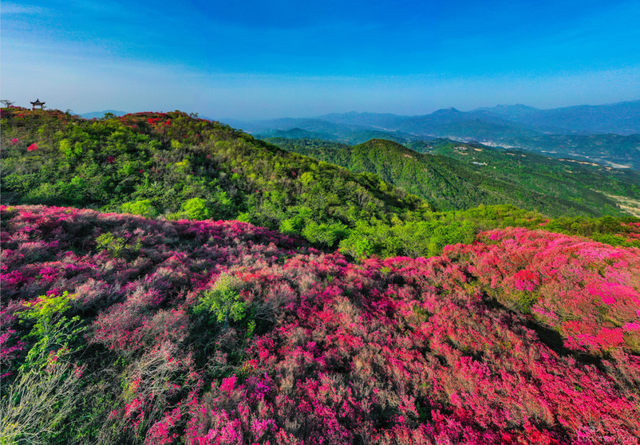 六安最大规模映山红进入最佳观赏期,万亩花海美成画!
