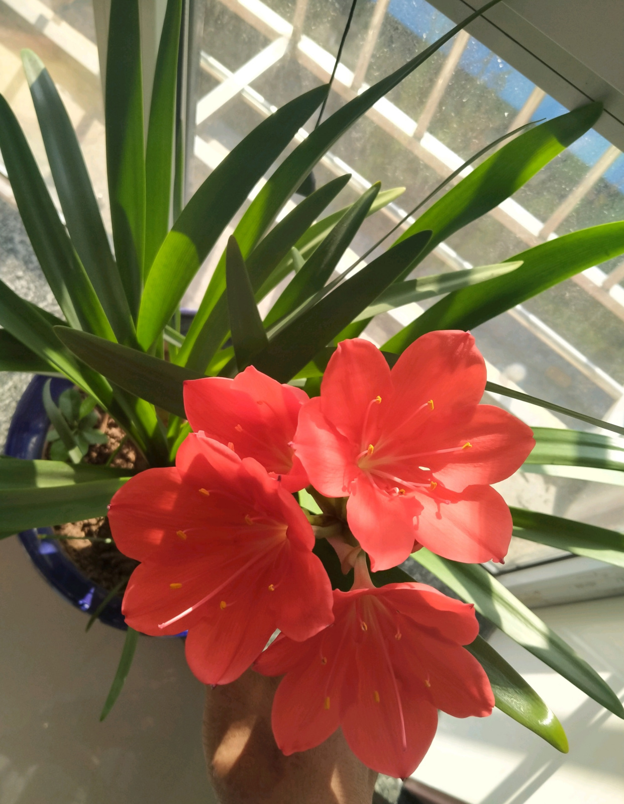 你的阳台还缺花吗?养棵"紫根兰",多季有花看,美丽又好养!