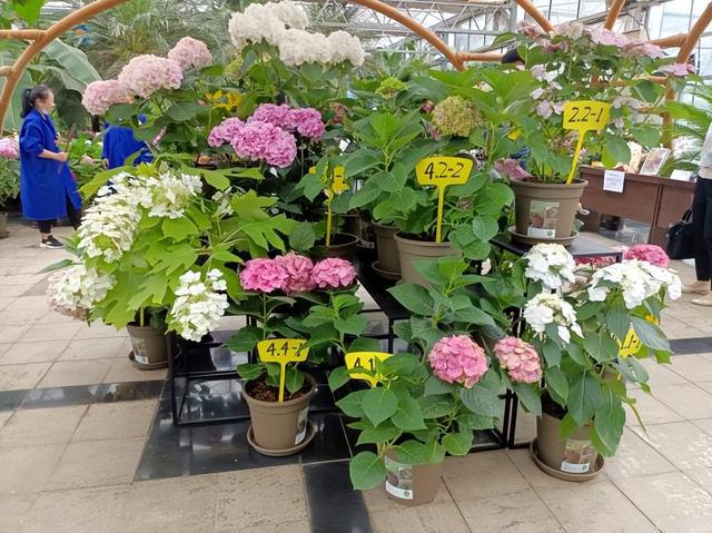 陕西省花卉产业体系首席张延龙教授受邀参加中央广播台"中国乡村之声"