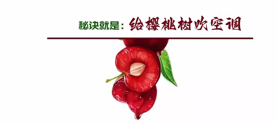 车厘子树苗价格是多少钱一棵