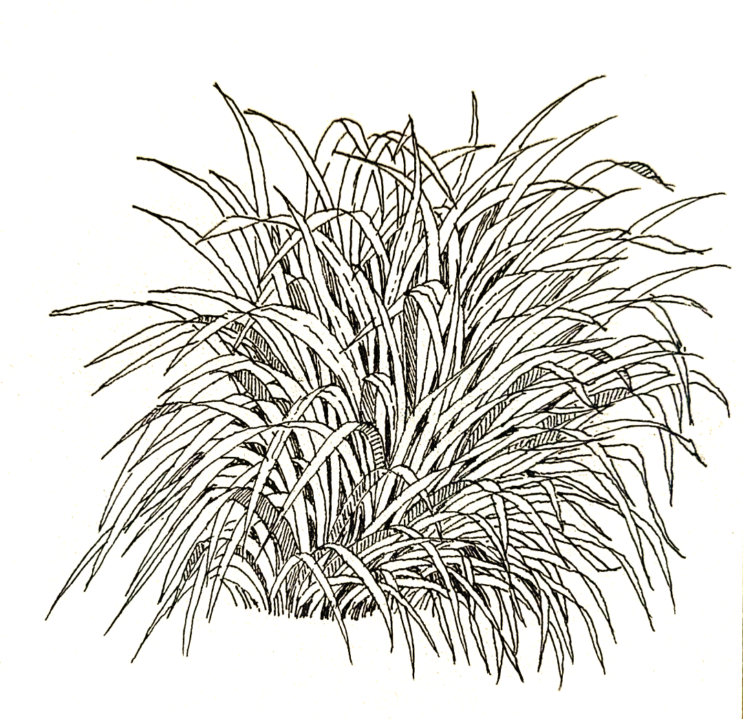 初学者钢笔画技巧:画好茂盛草丛的秘诀