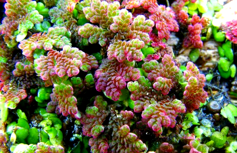 end-满江红,这一小型漂浮植物,以其独特的生物学特性和广泛的应用