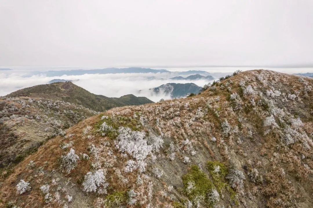 福建發佈# 長汀縣羊牯鄉龍華山 #雪景對福建人的吸引力是巨大的這般