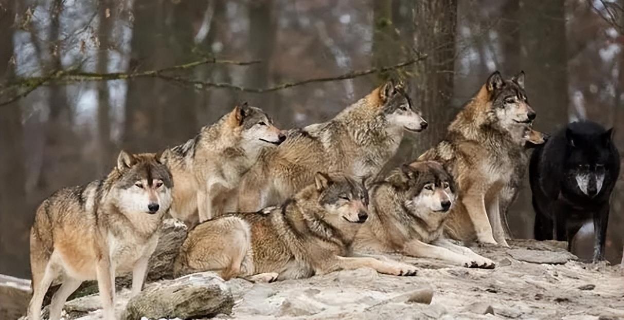 等级森严的狼群有多厉害?狼王的一声嚎叫,就能召集小狼合力捕猎