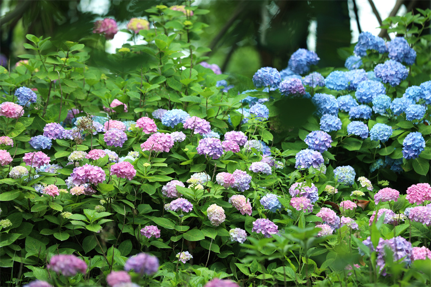 江西省赣州市市花图片