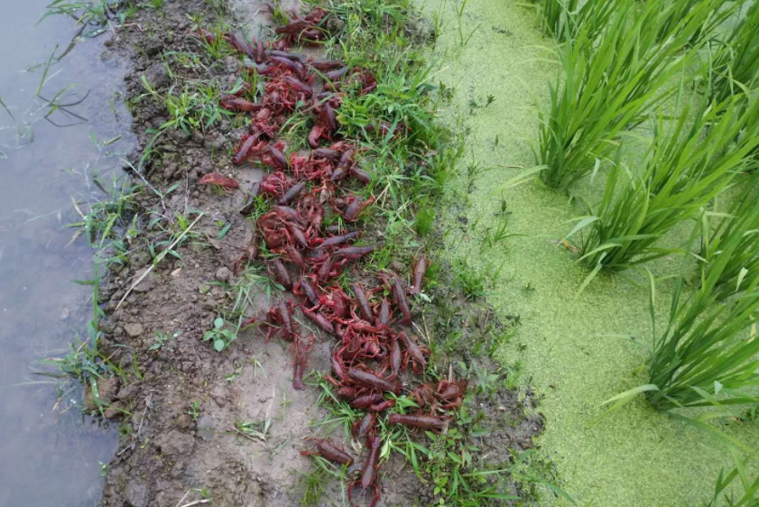 如何做好来年稻田养殖小龙虾