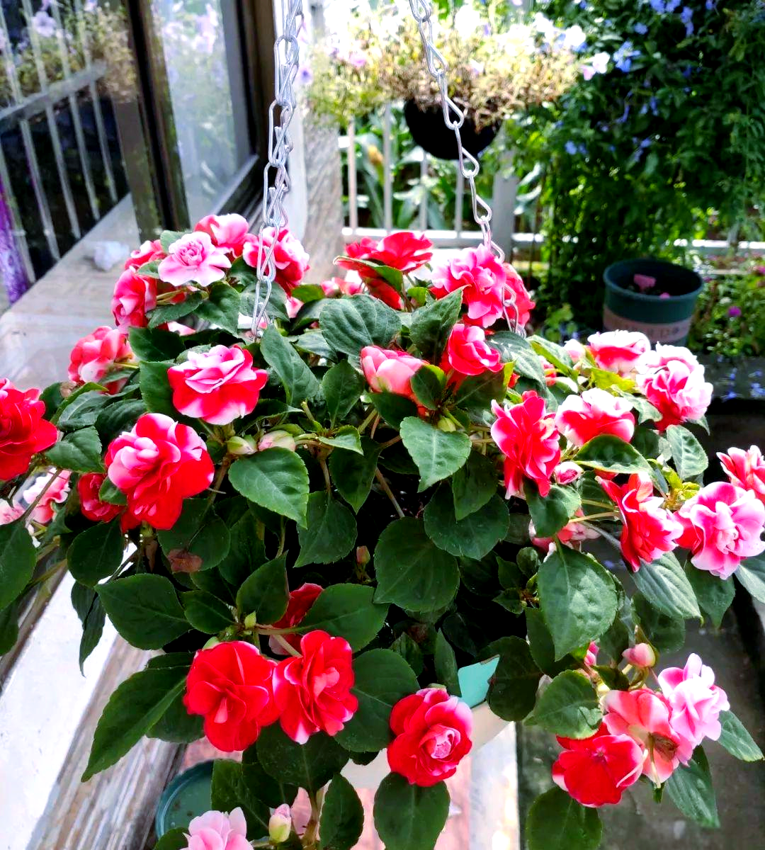 阳台盆栽新选择:水梅花,美观且花期长,常年有花开