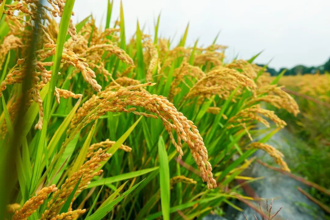 奋楫争先,勇立潮头丨青浦现代农业园区:强农业,增产能,谱写乡村振兴新