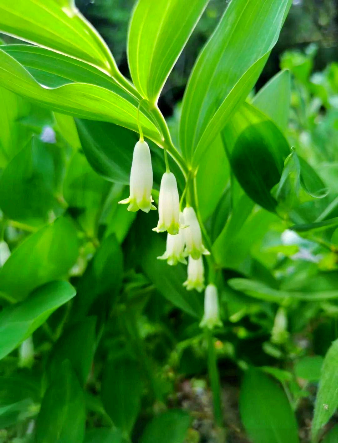 全面了解中草药之玉竹:产地,形态,药用与栽培全解析