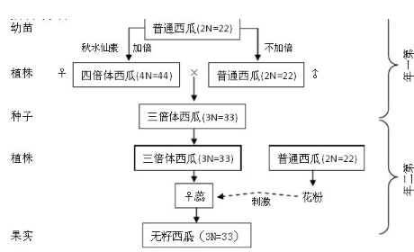 多倍体育种的原理