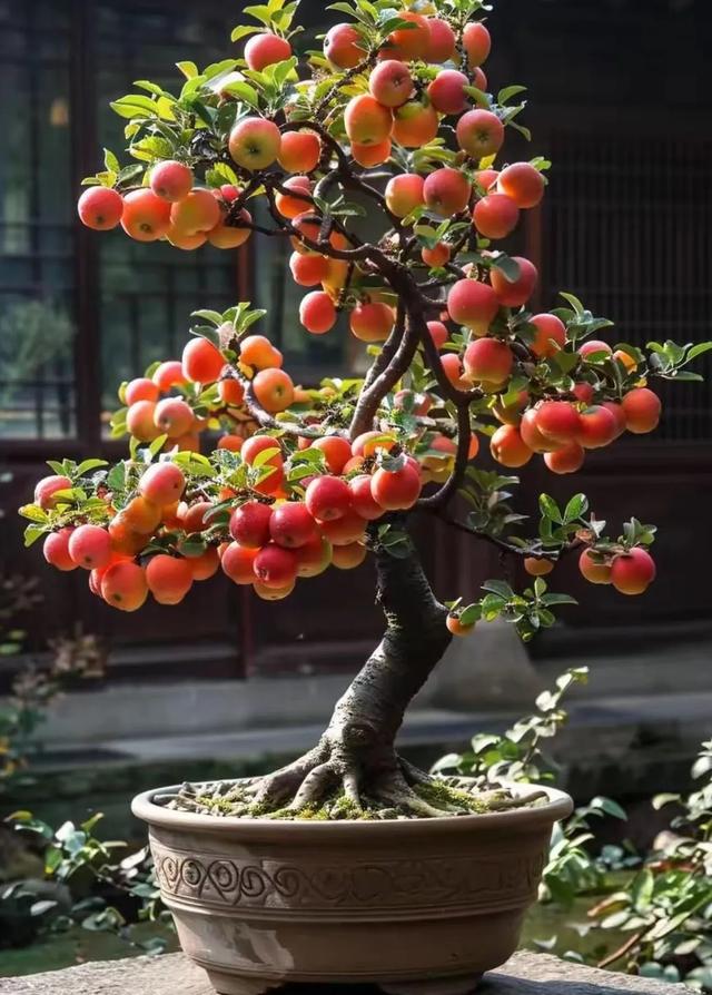 苹果盆景 图片欣赏图片