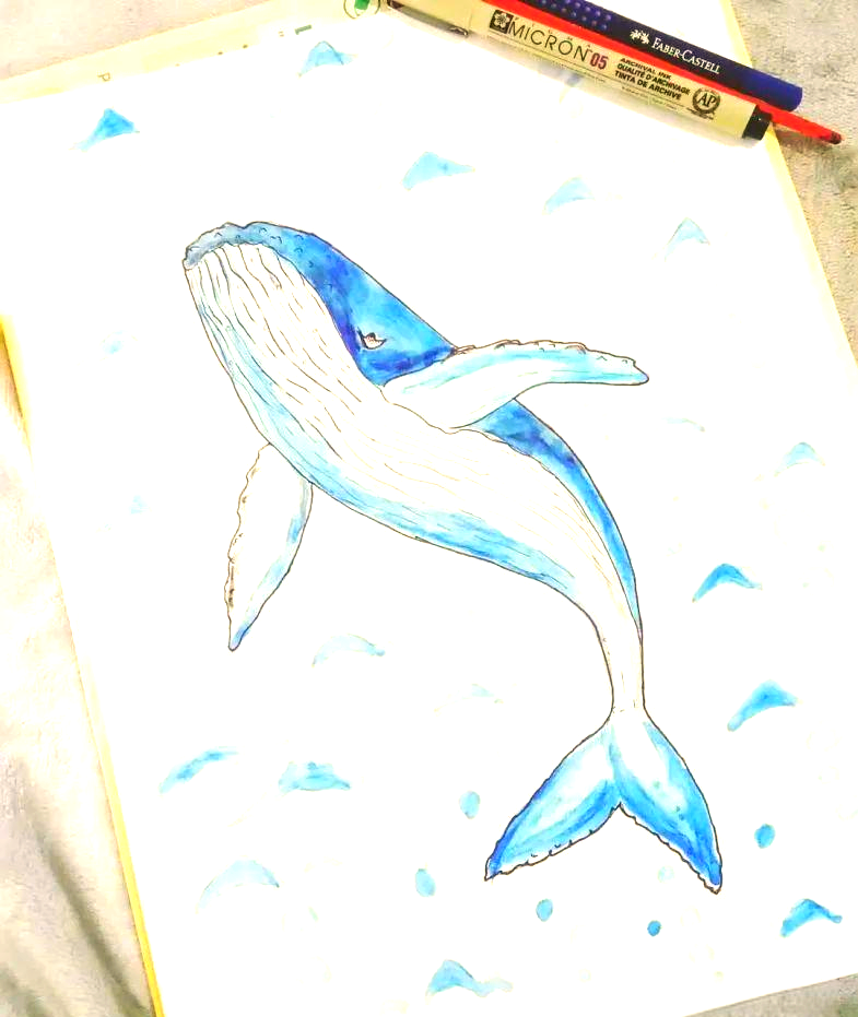 如何绘制令人印象深刻的鲸鱼素描集