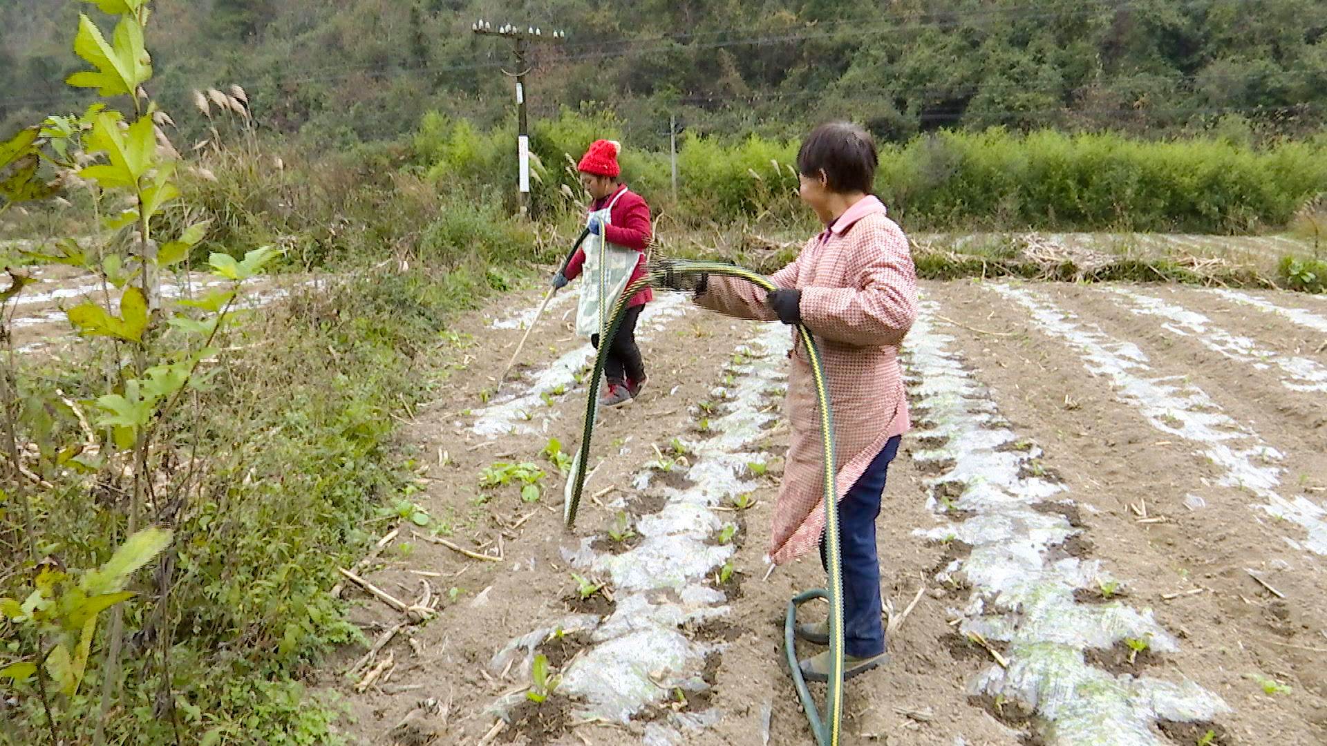 惠水縣崗度鎮:冬季青菜管護忙 來年產業更興旺