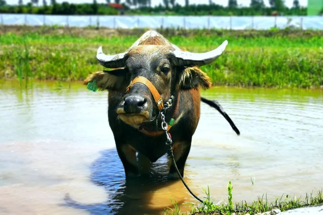 "抢救"上海水牛"一波三折",留住独特基因,留住江南乡愁
