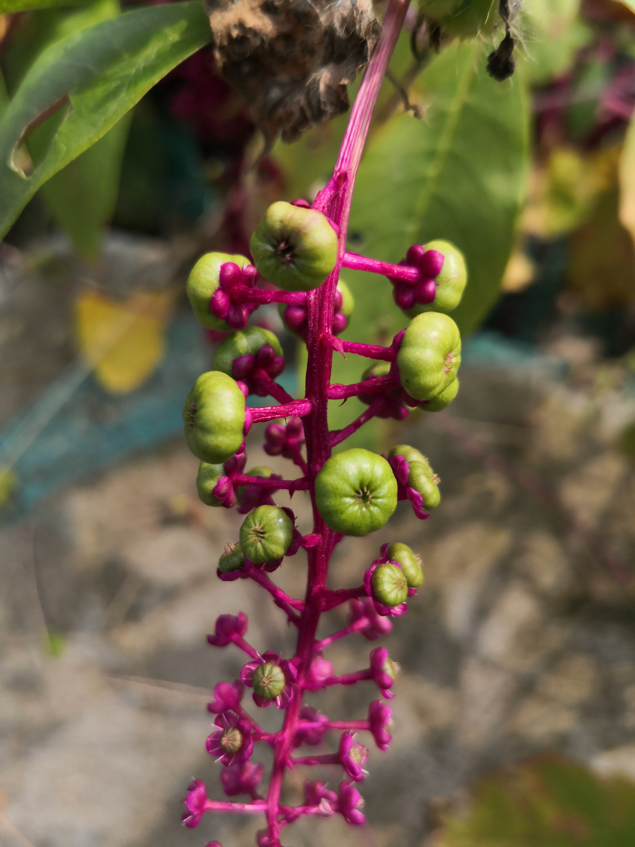 入侵植物垂序商陆--美洲商陆