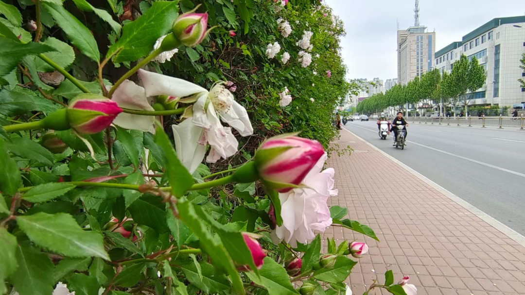 壁纸 花 桌面 1080_608
