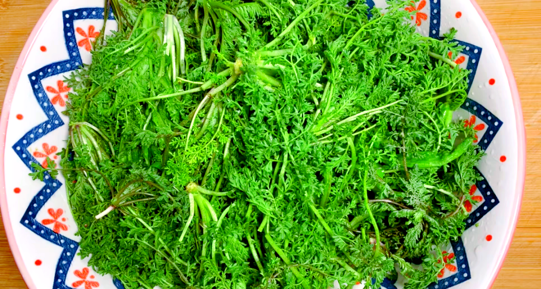 麦蒿:从野草到美味饺子的变身故事