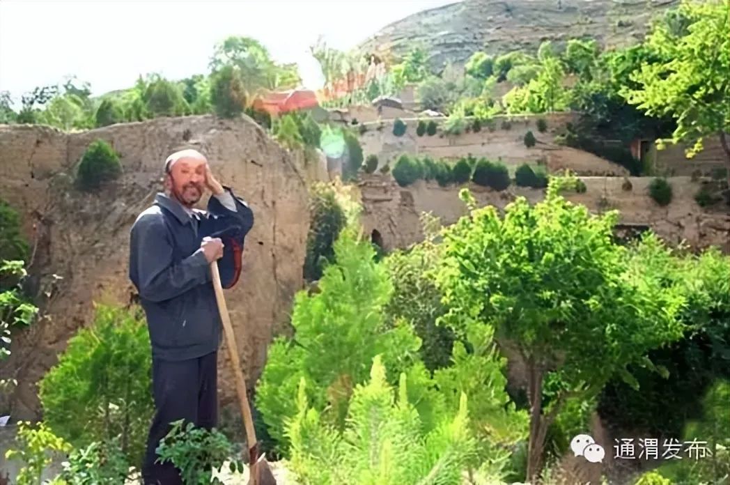 四十八年,他用汗水染绿荒山——通渭县榜罗镇张川村植树老人许志强