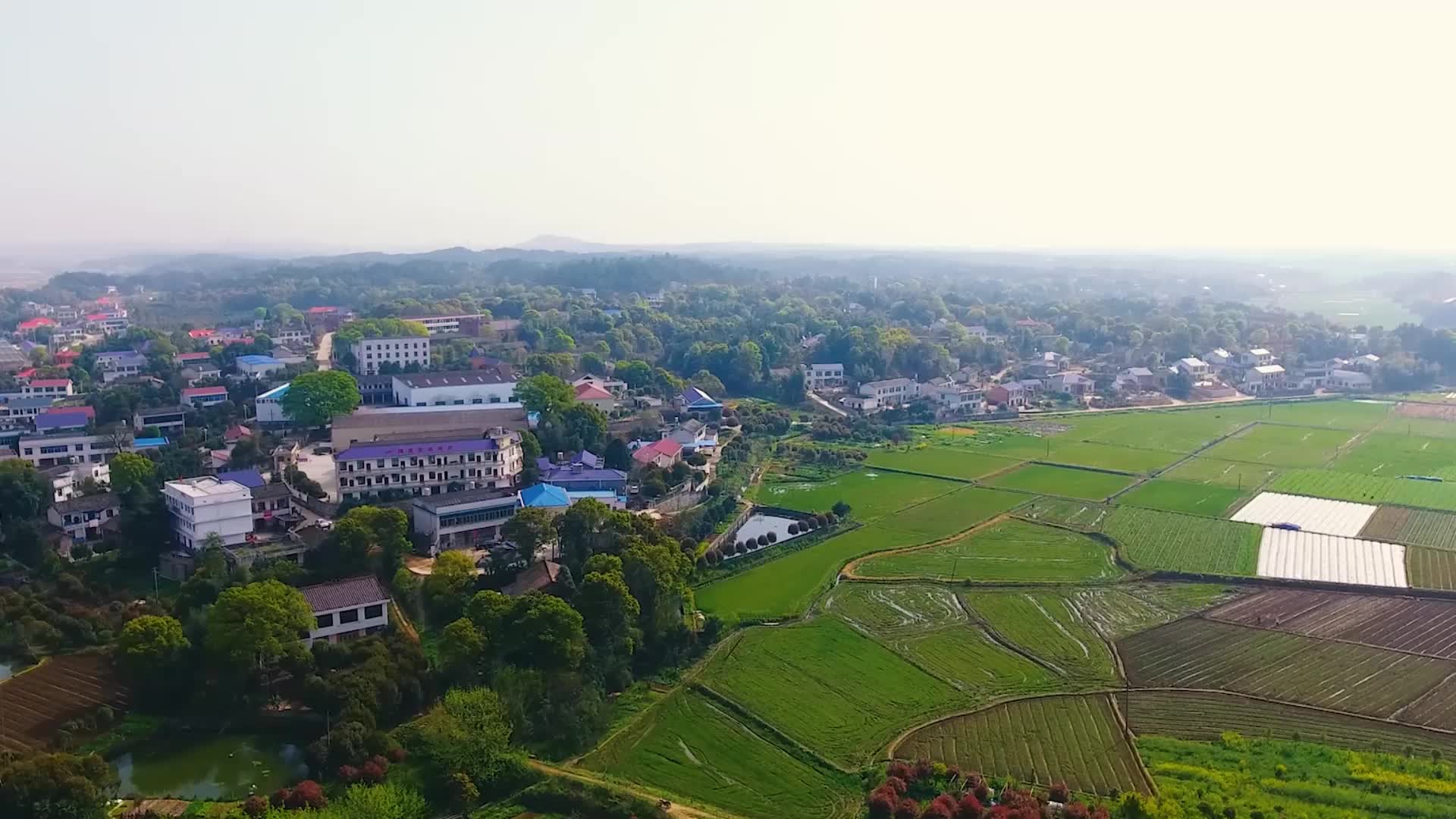 春华镇:焕发时代光彩的种业小镇