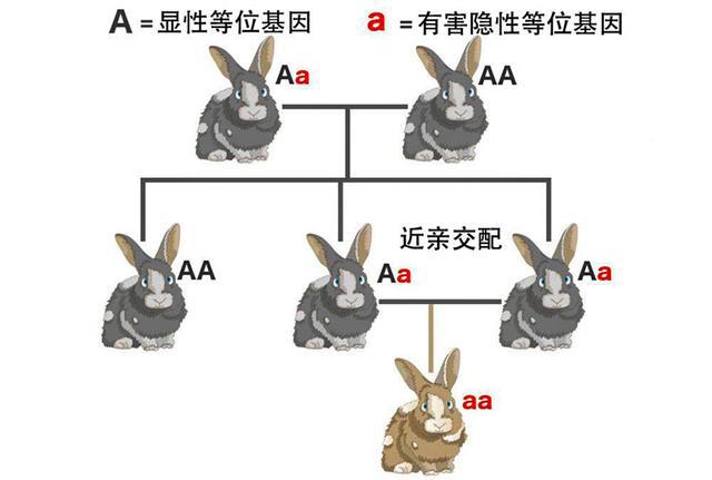 为何人类要让动物回交?回交