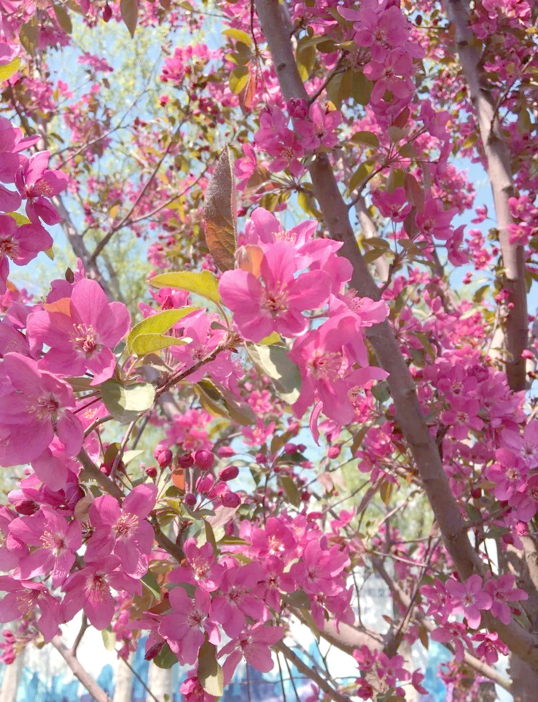 早春时节,多种开花树木的区分方法