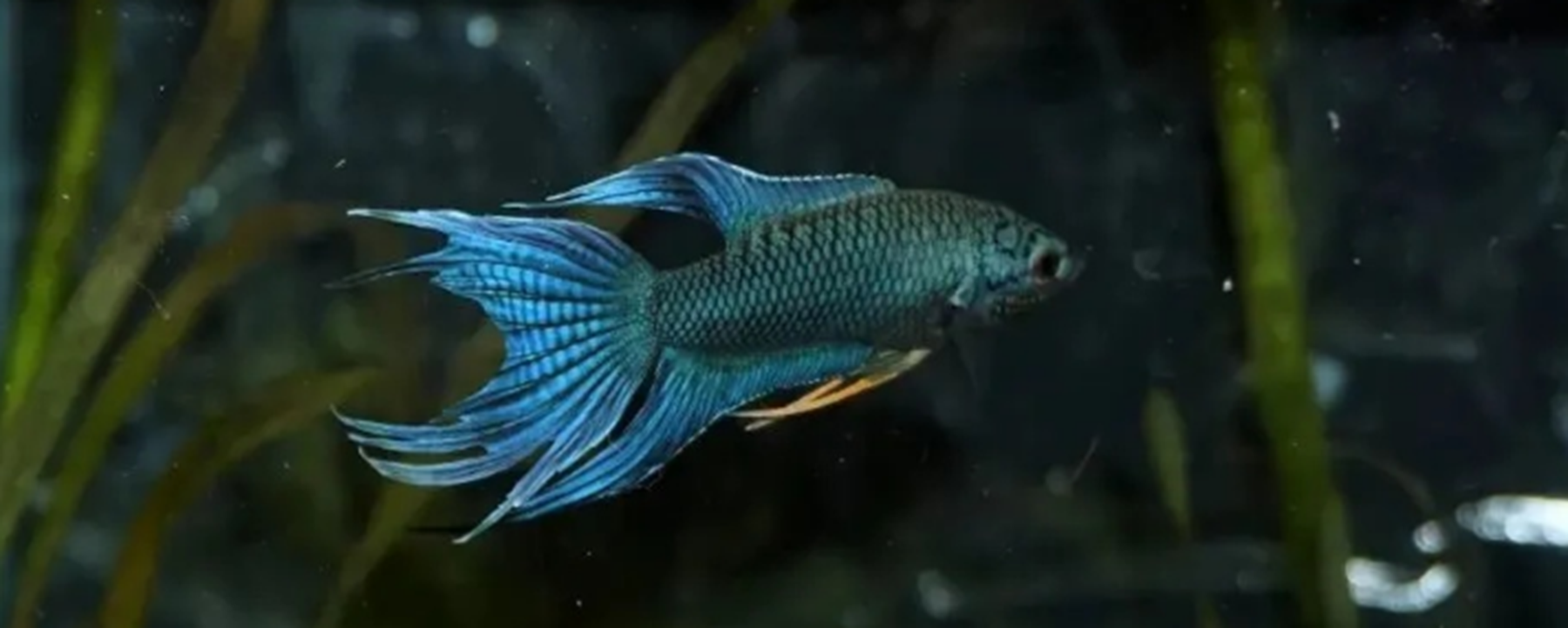 圆尾斗鱼多大能繁殖?