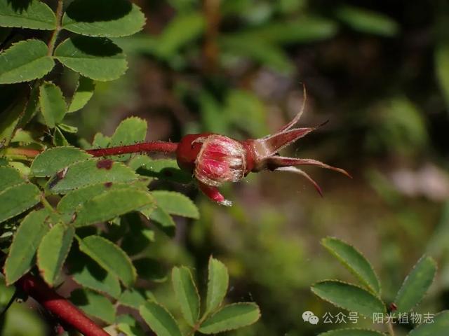长白蔷薇,小猴脸一个,古灵精怪的