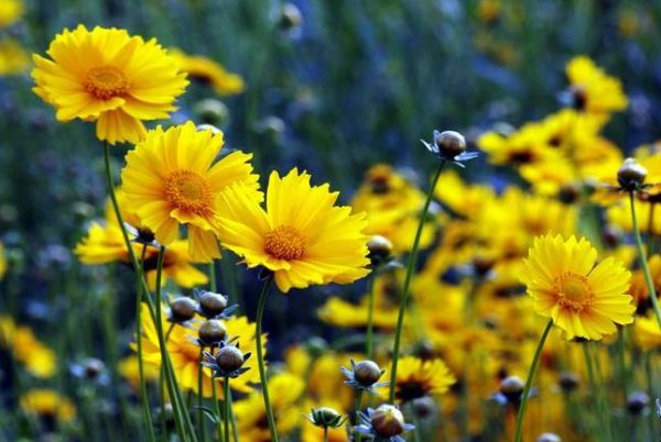 耐寒又耐热的金鸡菊"小闹钟",一年开花8个月,盆栽地栽都好养