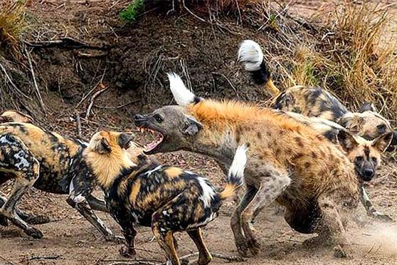 野狗掏肛鬣狗,没想到鬣狗逃进了水中