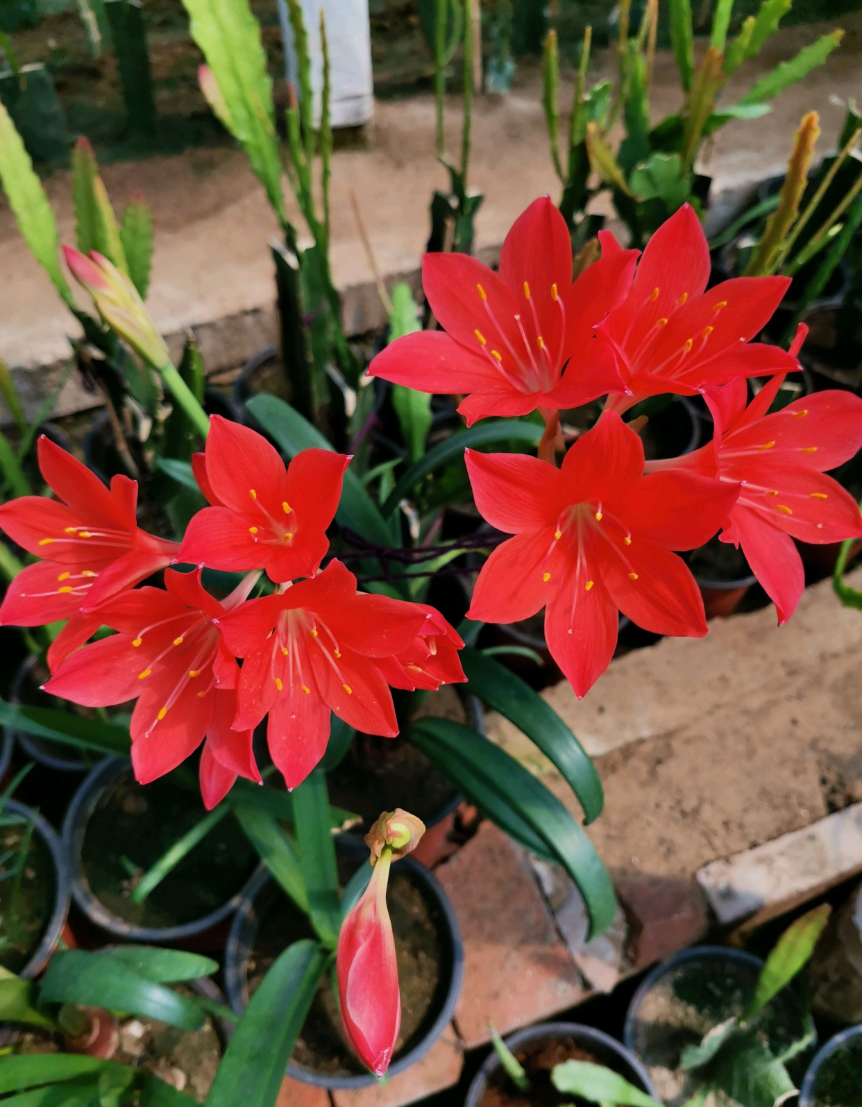 你的阳台还缺花吗?养棵"紫根兰",多季有花看,美丽又好养!