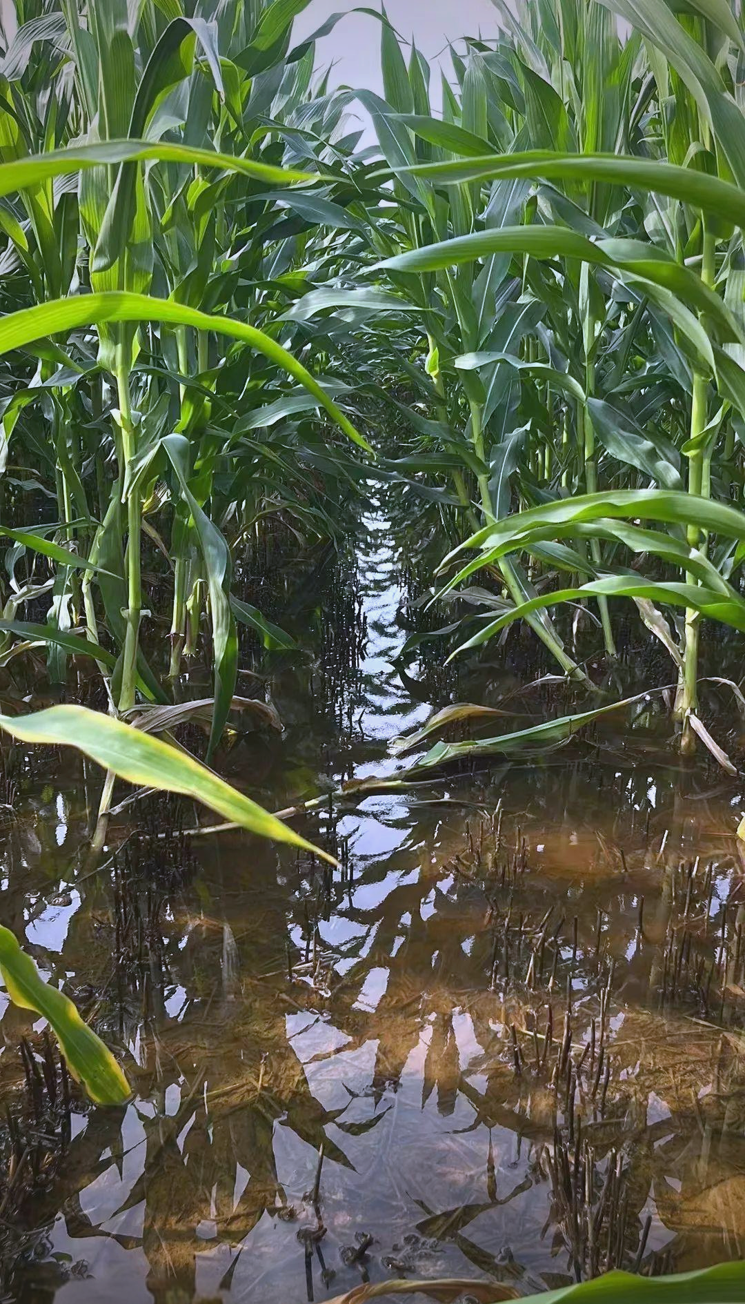 河南玉米遭遇雨涝灾害后的管理建议
