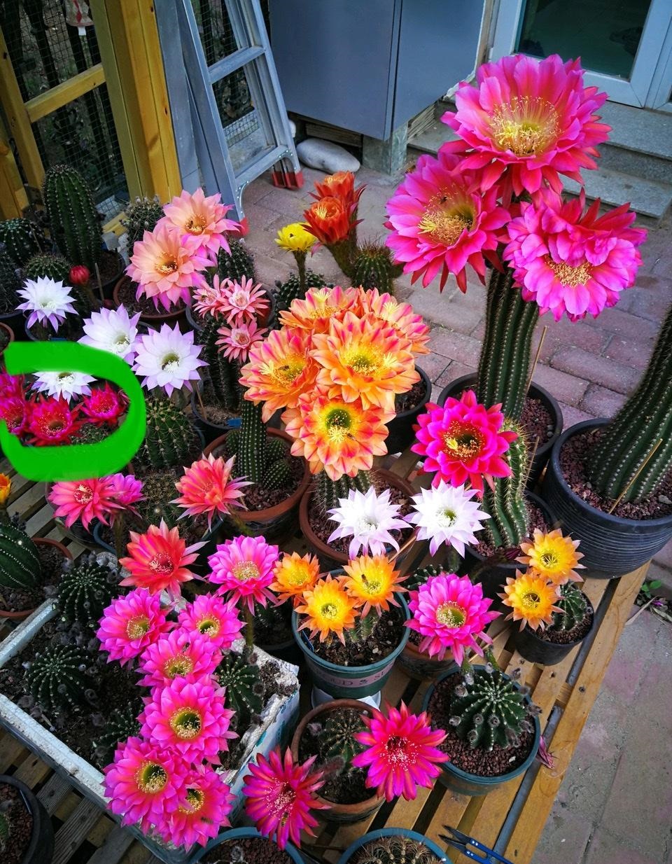 一款花朵超大的仙人球,直径20厘米,一年多次绽放,又美又好养