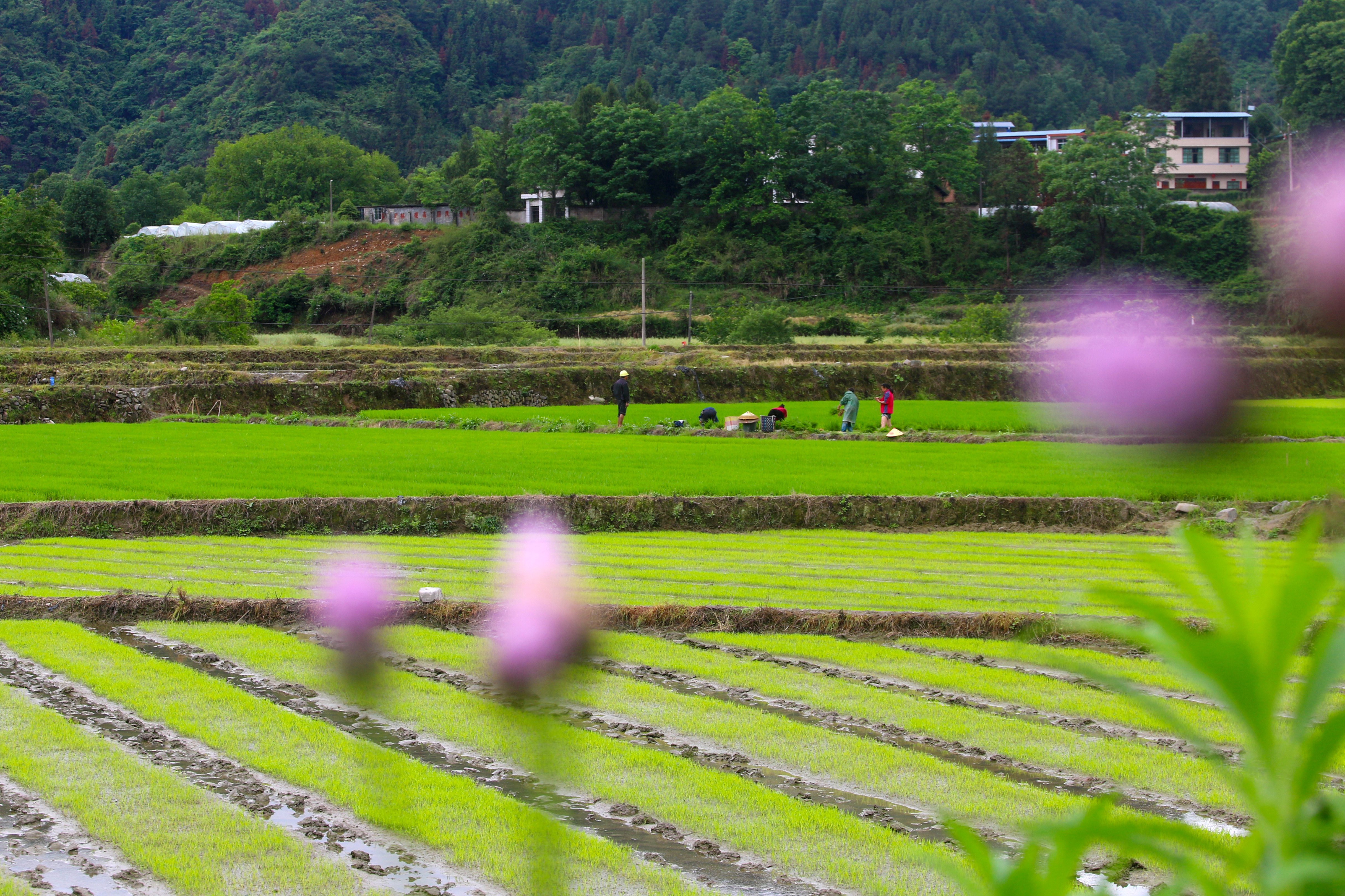 岑巩县思旸镇:杂交水稻制种父本移栽忙