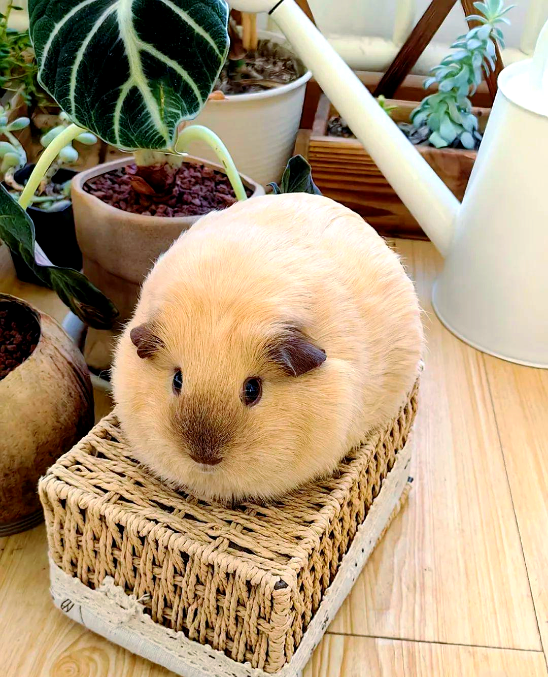 小宠知识分享:荷兰猪的多种叫声及其含义