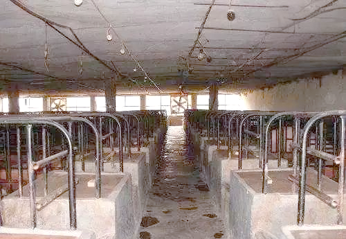 牧原猪舍:从第一代到第十二代的发展历程