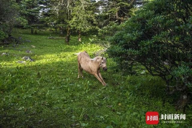 云南摩梭族非遗（云南摩梭族文化特色） 第9张