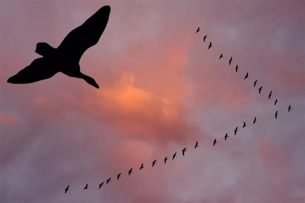 高飞白雁不离群,万里秋山万里云