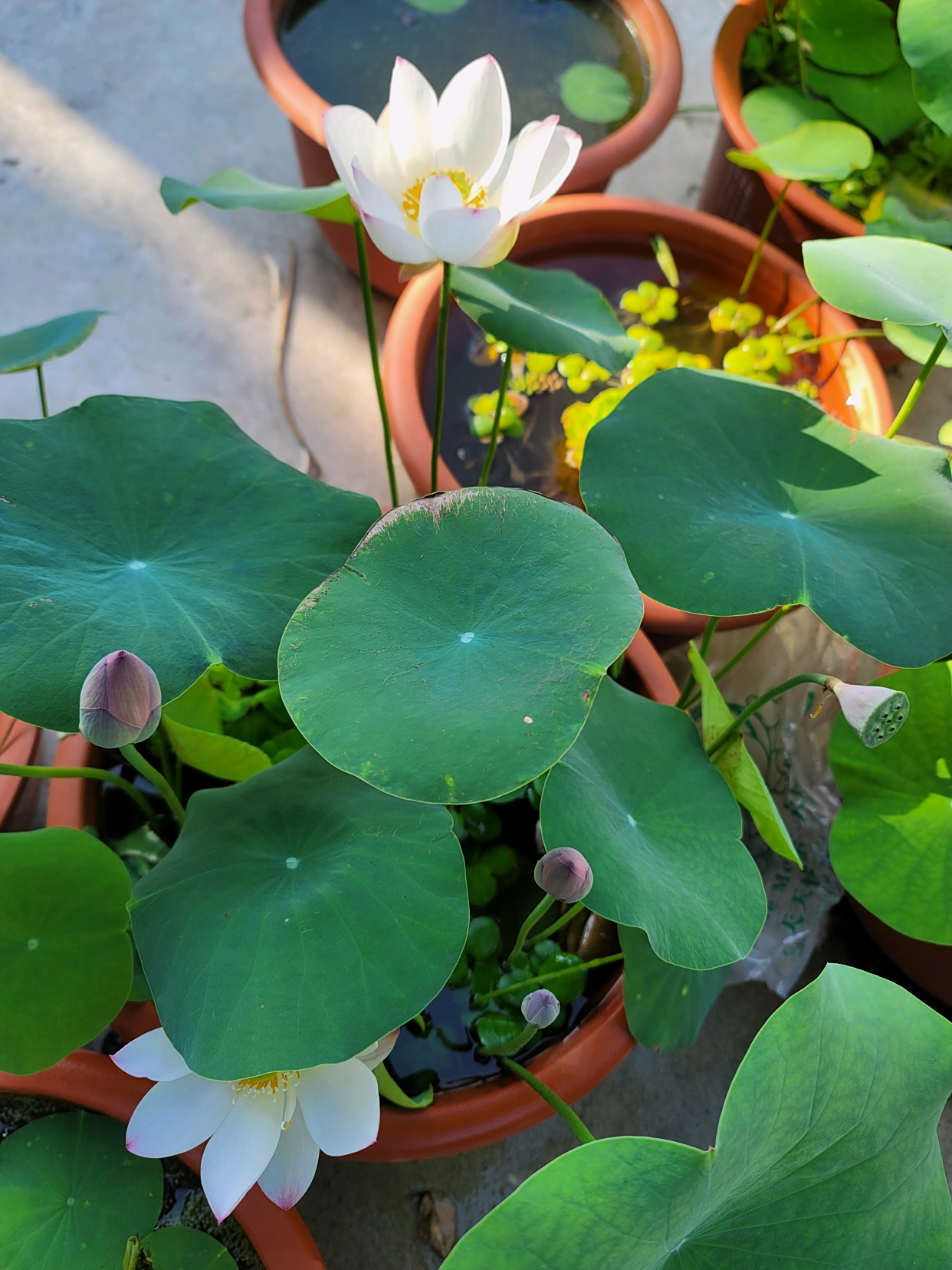 微型荷花—点绛唇,养护简单,花朵颜值高,丰花勤花,阳台也能养