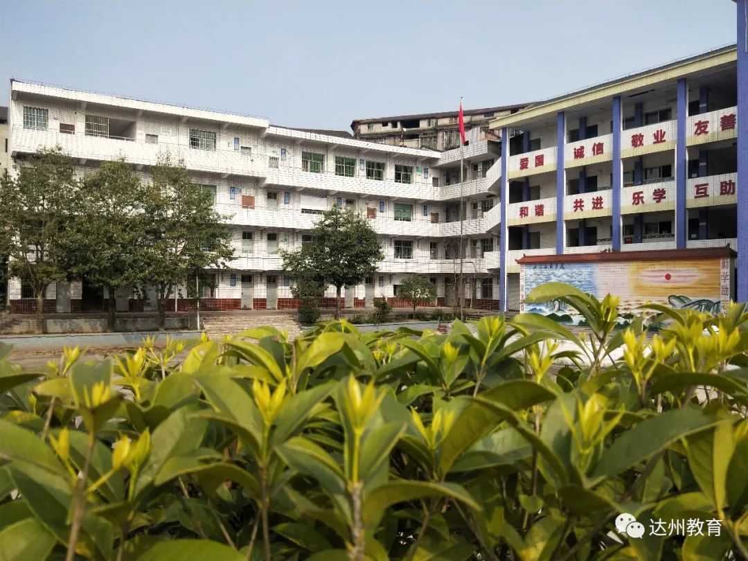 春暖花开,大地复苏川川带你一起看校园花木的争芳斗艳第五站达州(达州