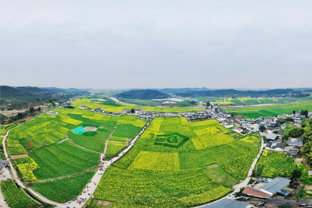 德阳油菜花图片