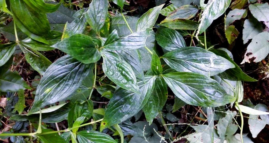 牛白藤,耳草与长节耳草的特征与用途详解