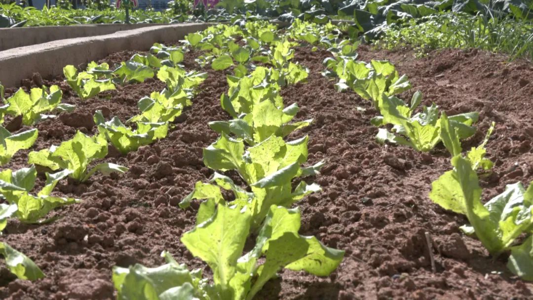 校(园)长有"新"声丨漳州市长泰区古农农场中心小学校长 林加添:我们都