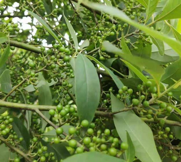 这种辣椒叫山椒,是最好的香料,只有湖南和四川人知道