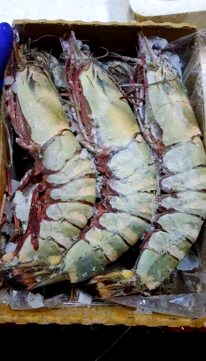 老虎虾的多样品种与美味介绍