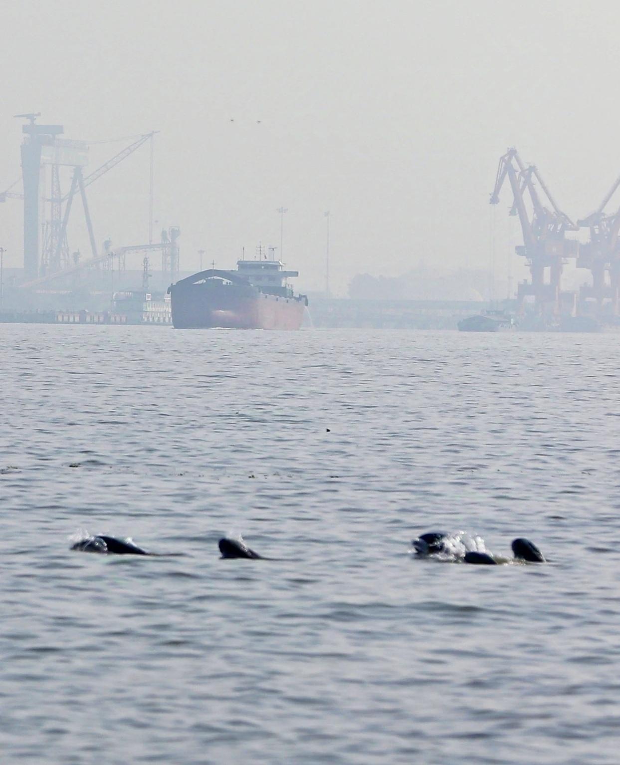 16头江豚组团戏水!长江靖江段现"江中一景"