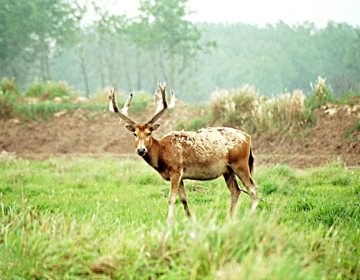 探秘盐城唯一5a景区,堪称国内绝美旅行秘境|盐城旅游攻略