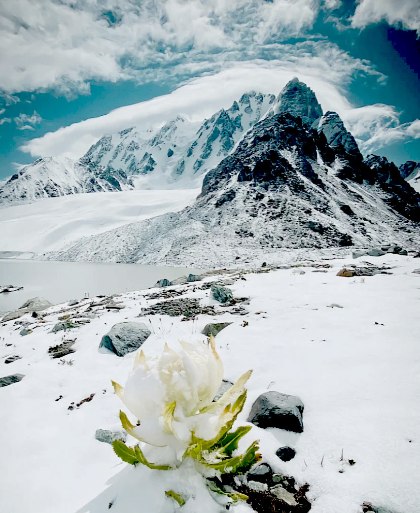 即程旅游——一张照片征服你;天山雪莲