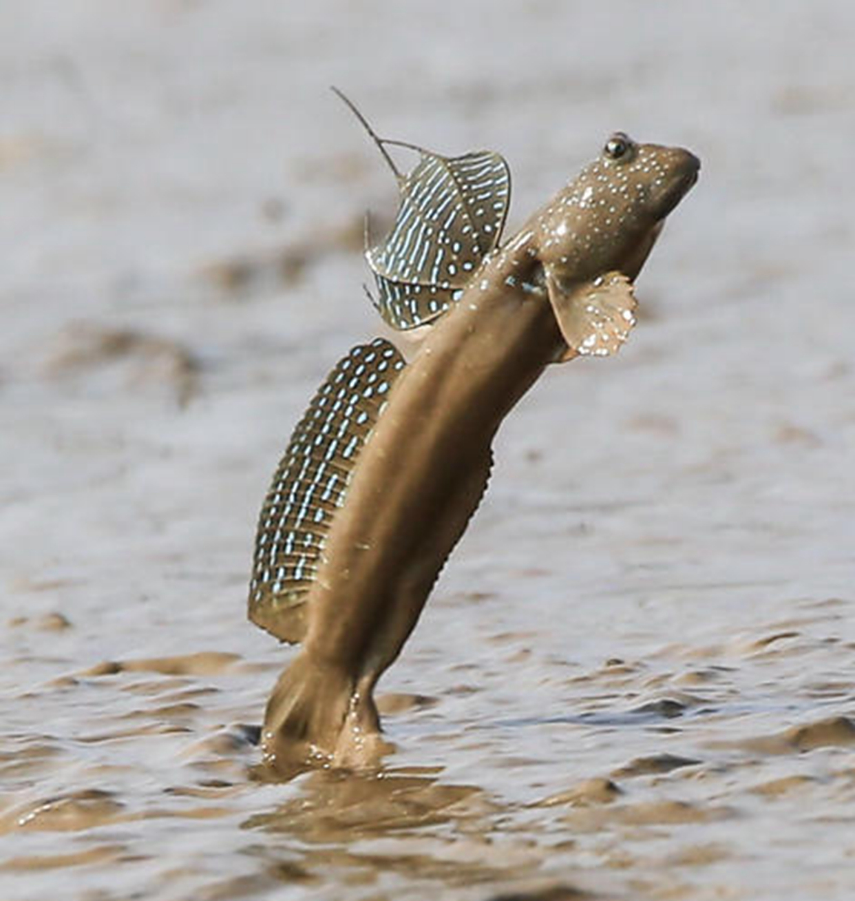 跳跳鱼能淡水养吗?它们为什么跳起来?