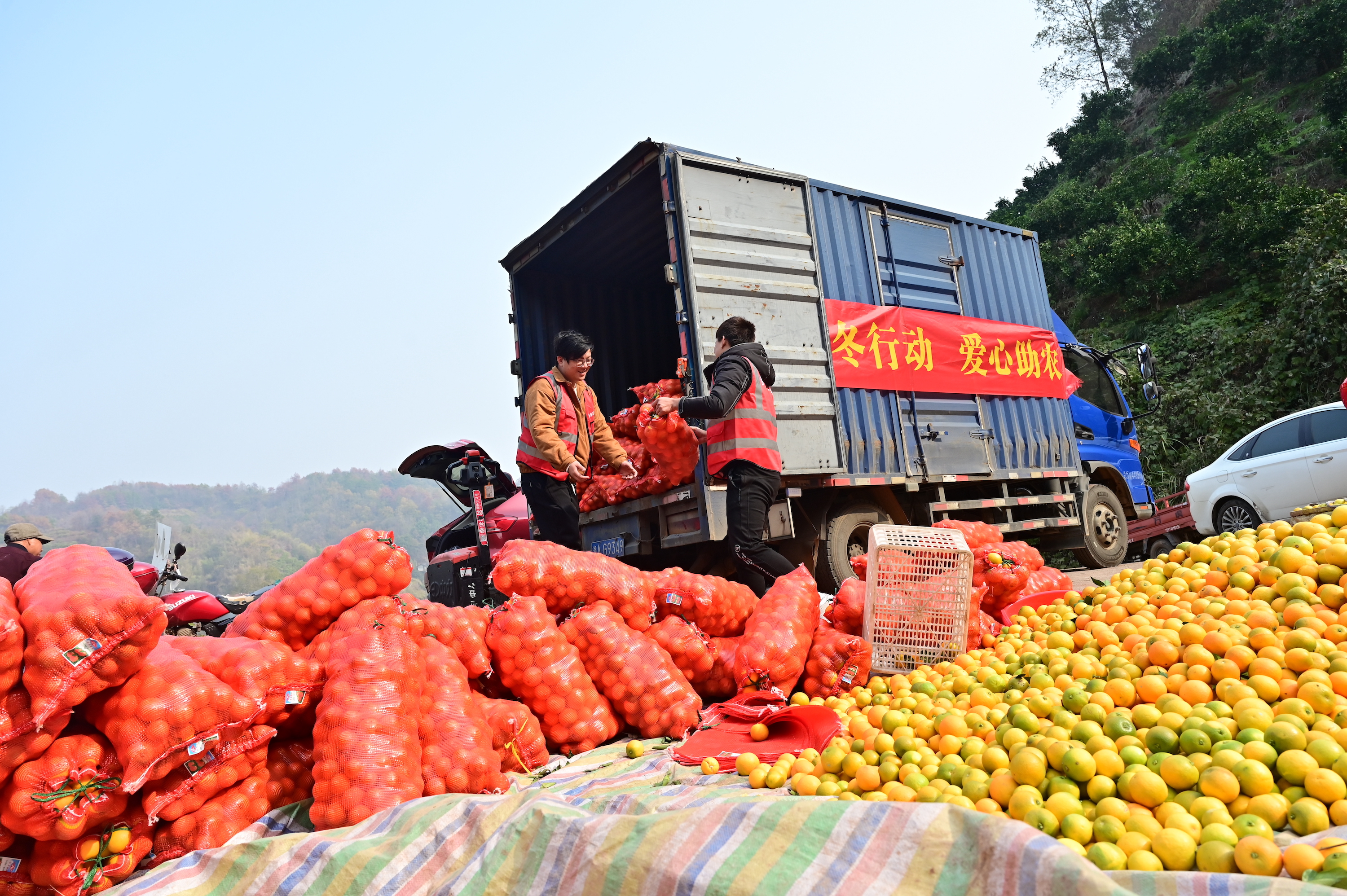 拼多多"暖冬行动"进侗乡,爱心助农销柑橘